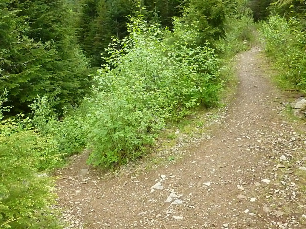 Main trail is the switchback