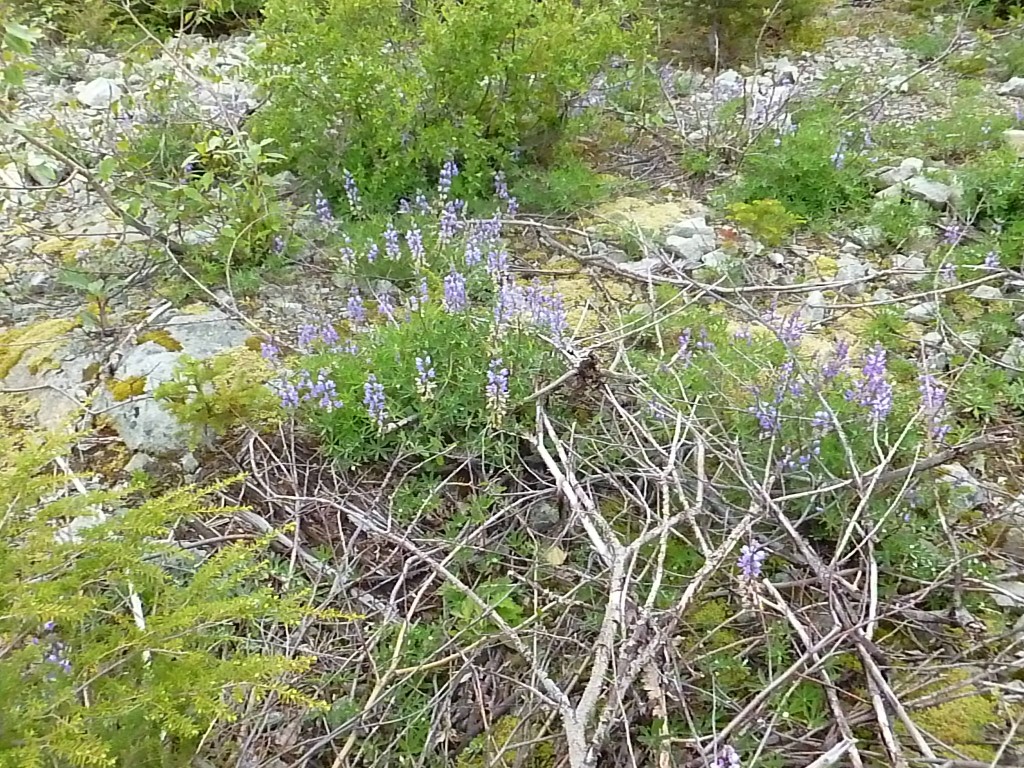 Anyone know what kind of flowers these are?