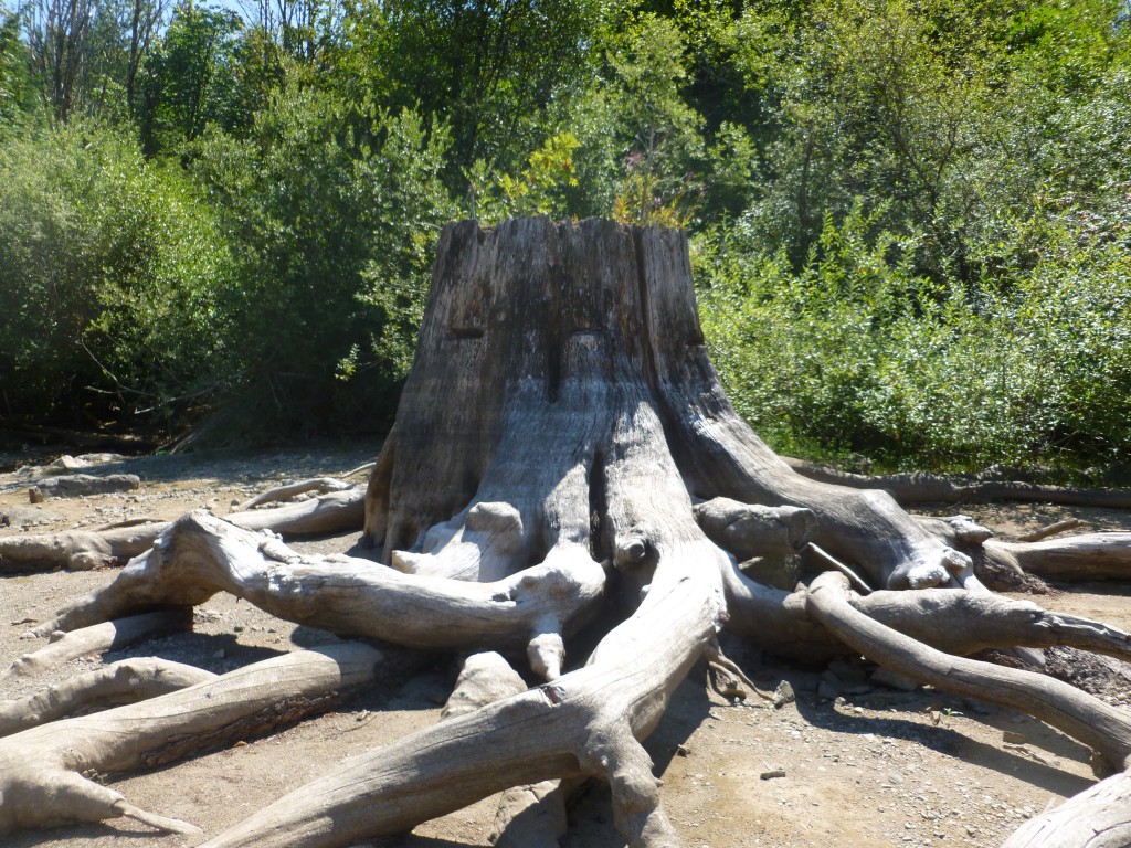 Awesome stump