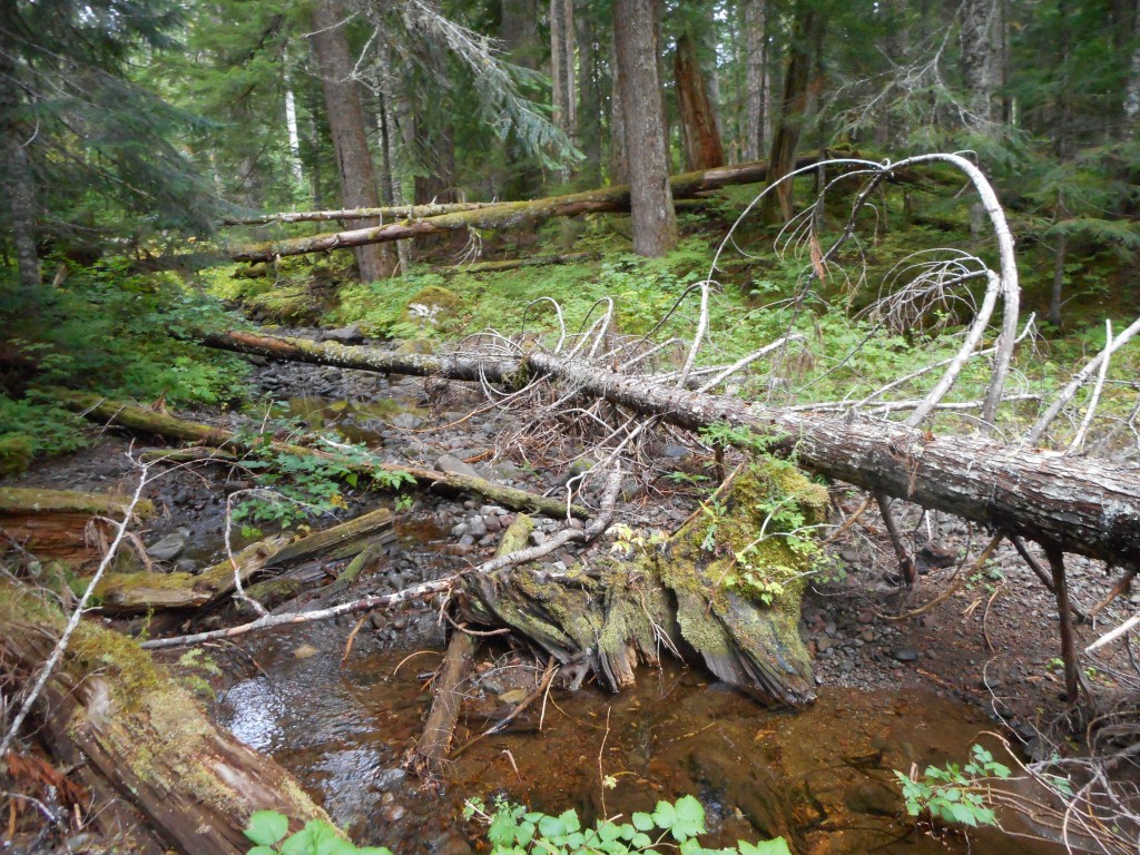 A stream in the old growth
