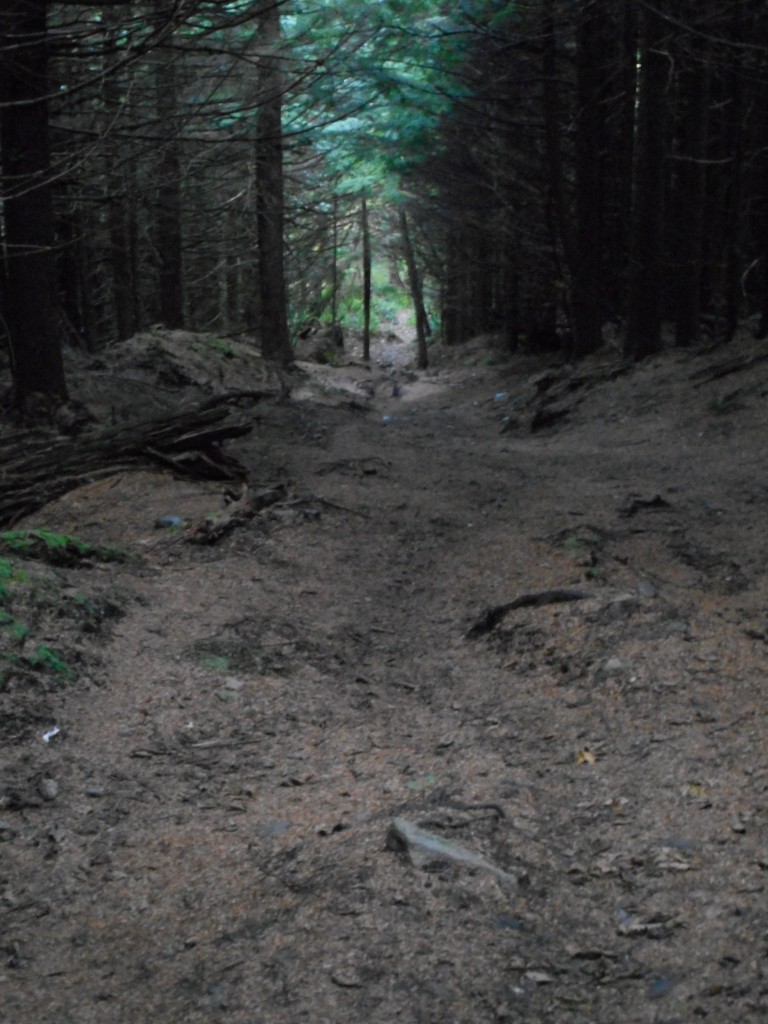 Typical trail section