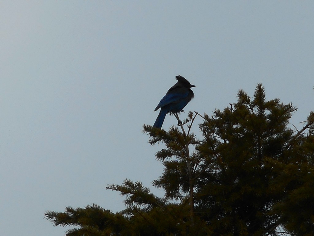 Blue Jay near the summit