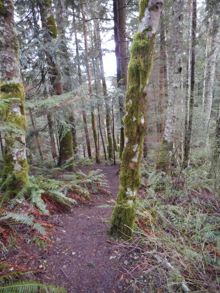 Love those mossy trees