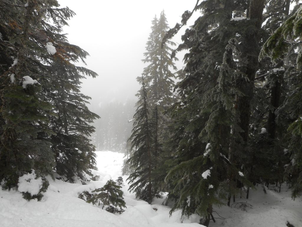 Beautiful Snowy Alpine Woods