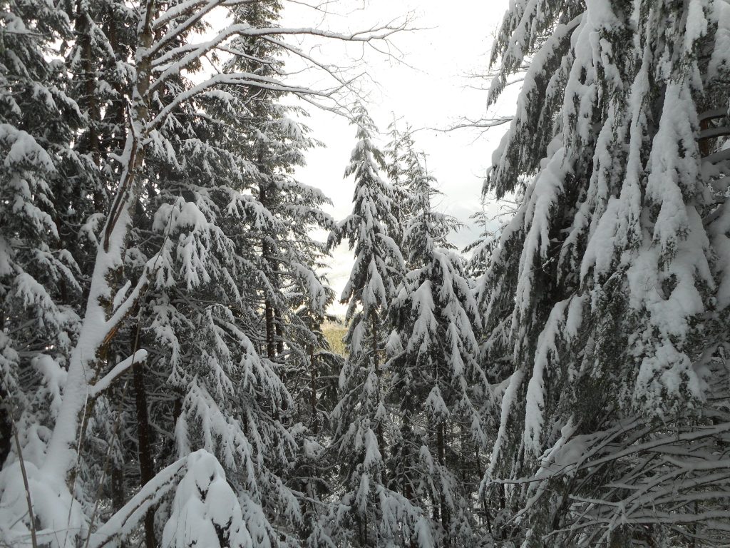 Through the snowy trees