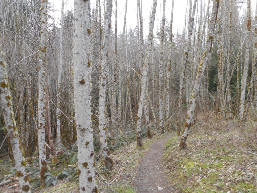 Squak Mountain Birches